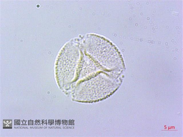 石吊蘭、吊石苣苔藏品圖，第4張