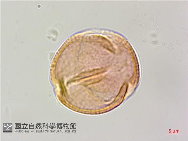 台灣魚藤藏品圖，第3張