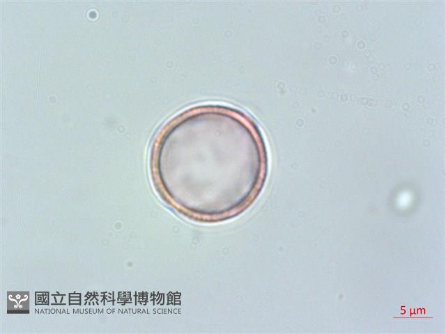 野甘草、甜珠子草藏品圖，第3張