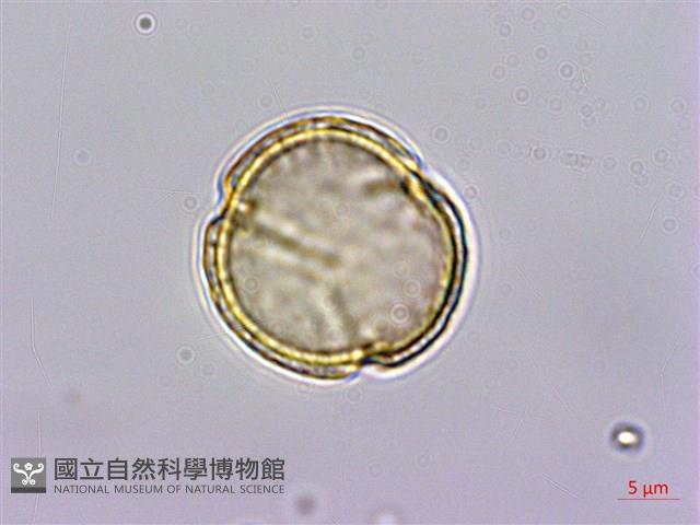 掌葉毛茛藏品圖，第3張