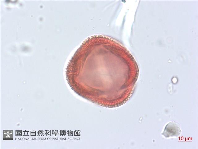 烏面馬、白花藤藏品圖，第3張