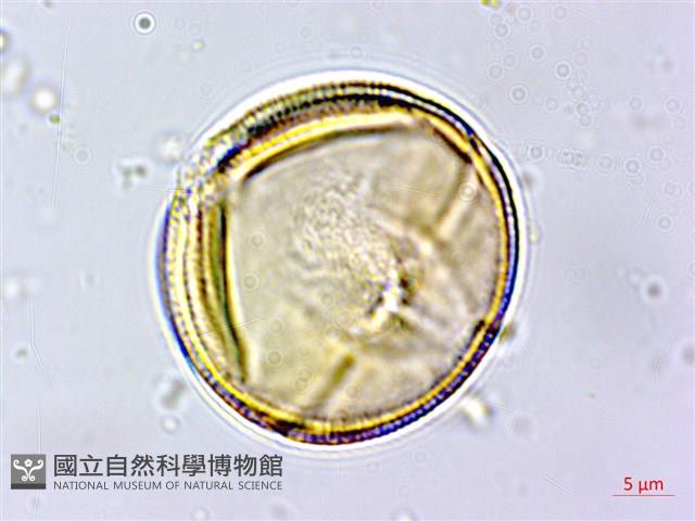 蓖麻藏品圖，第3張