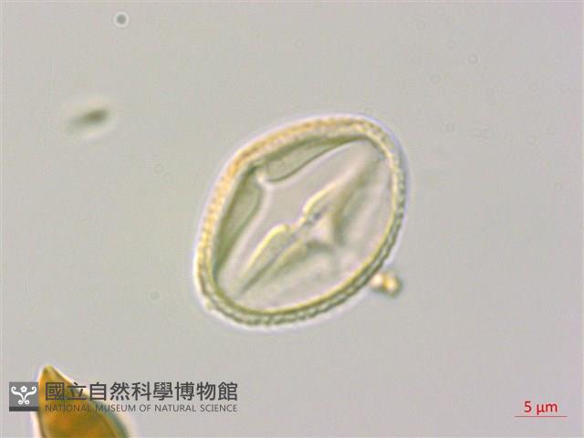 垂枝泡花樹藏品圖，第3張