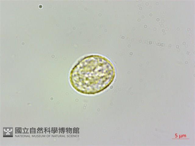 樓梯草藏品圖，第3張