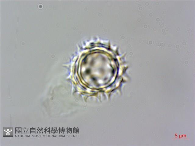 小花蔓澤蘭藏品圖，第4張