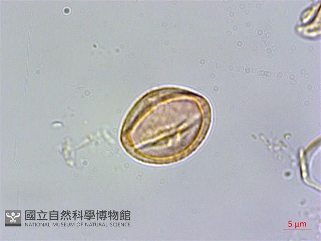 台灣佛甲草、石板菜藏品圖，第4張
