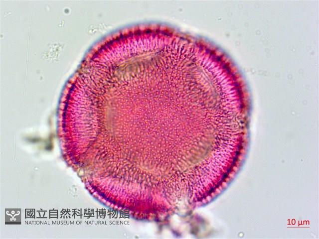 姬旋花、木玫瑰藏品圖，第4張