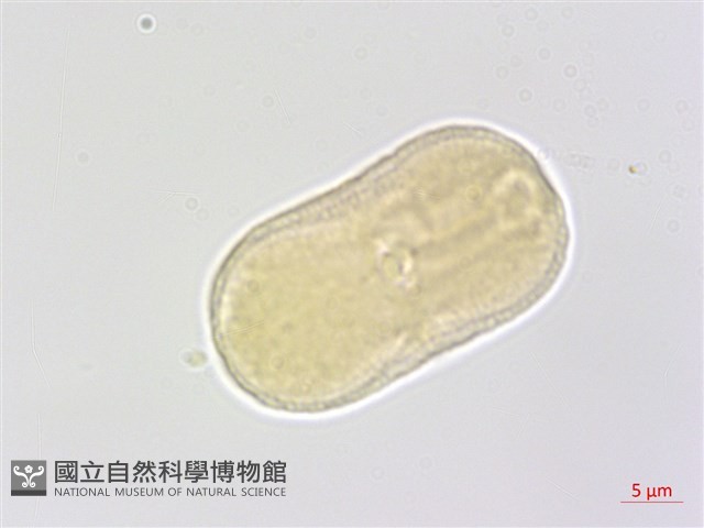 山薰香藏品圖，第3張