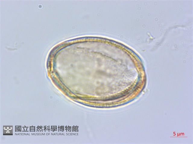 樟葉槭, 飛蛾子樹藏品圖，第4張