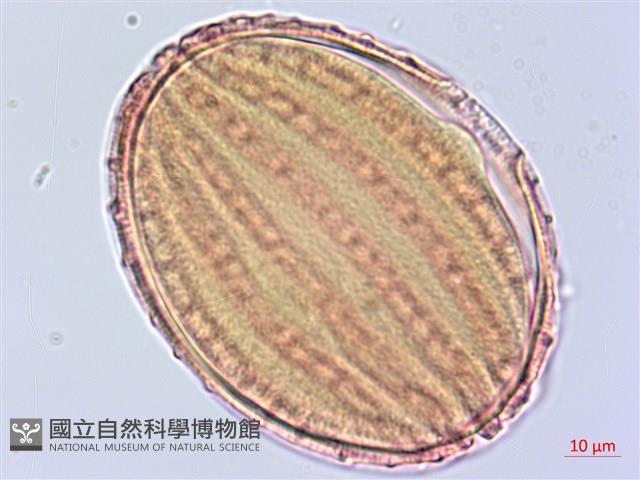 曲莖馬藍藏品圖，第3張