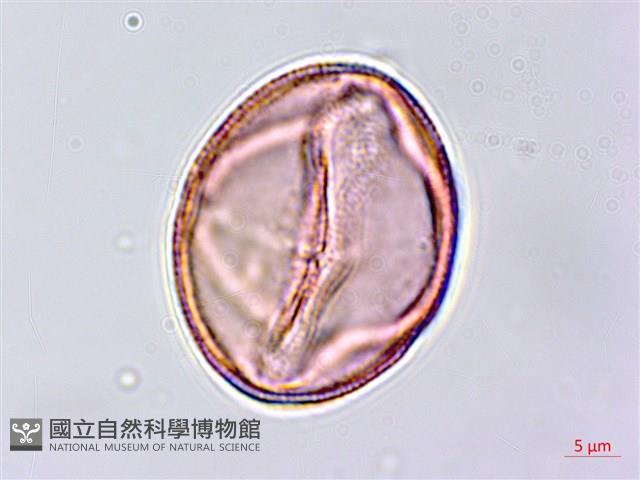 蓖麻藏品圖，第3張