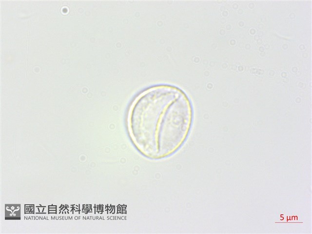 長葉苧麻藏品圖，第3張