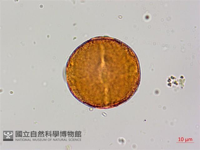 紅皮、葉下白、赤仔尾藏品圖，第4張