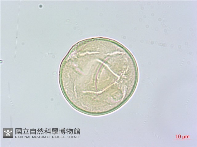 楝、苦楝藏品圖，第3張