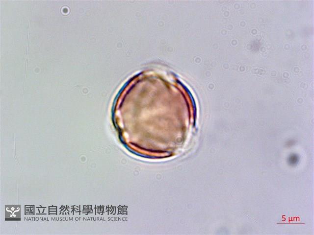 玉山佛甲草藏品圖，第4張