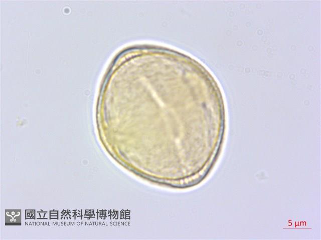 台灣天胡荽藏品圖，第3張