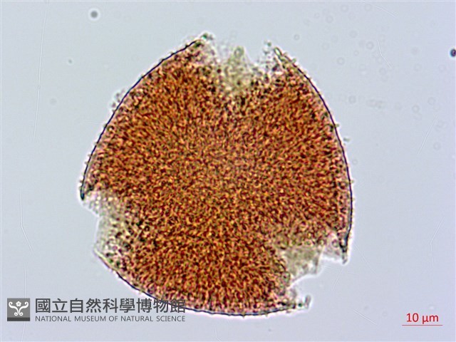 臺灣糯米條藏品圖，第4張