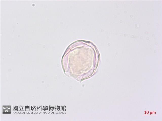 龍珠藏品圖，第4張