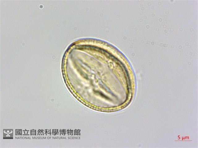 魚木藏品圖，第3張