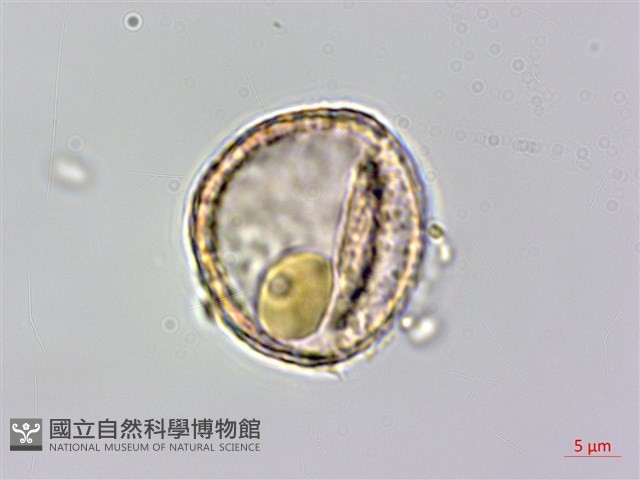 台灣牡丹藤、台灣草牡丹藏品圖，第3張