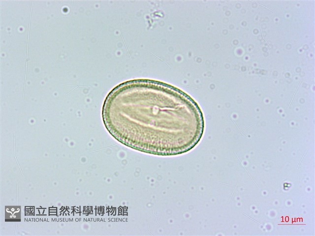 臺灣明萼草藏品圖，第4張
