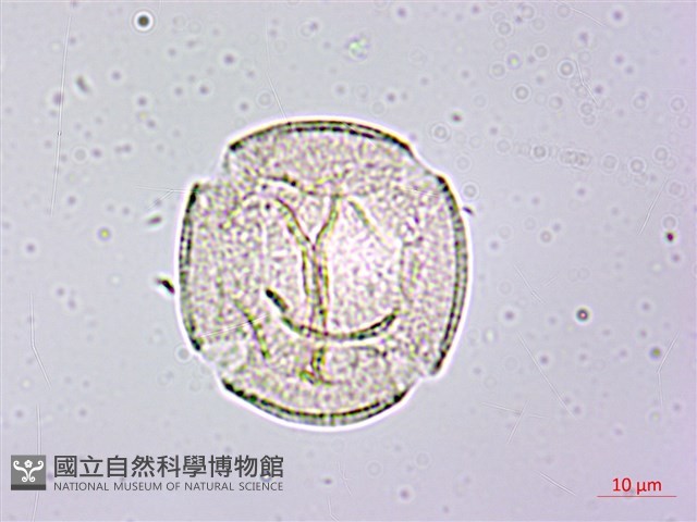 土丁桂藏品圖，第3張