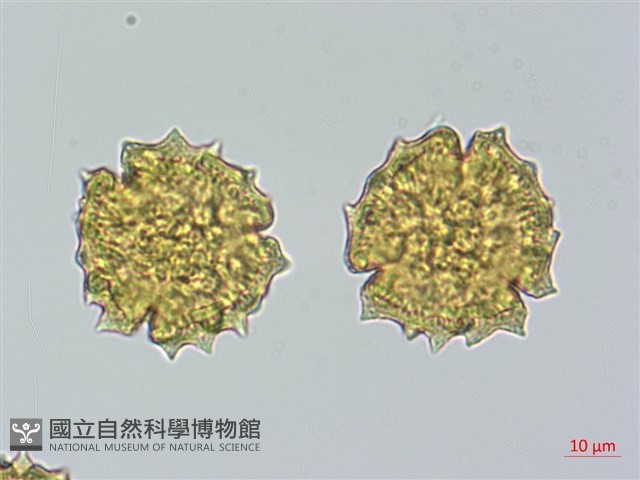 細川氏薊藏品圖，第4張