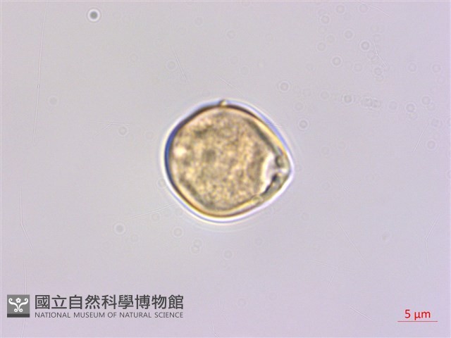 奮起湖黃鱔藤藏品圖，第3張