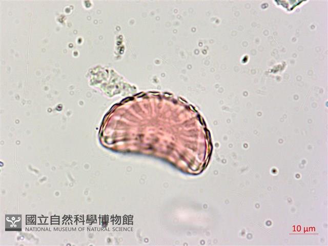 小扁豆藏品圖，第3張