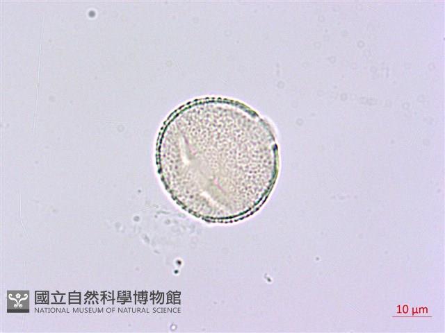 鵲不踏藏品圖，第4張