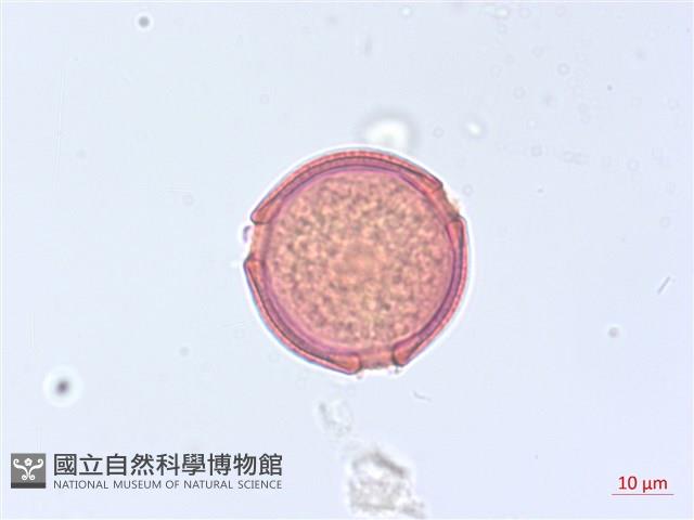 海岸烏蘞莓藏品圖，第3張