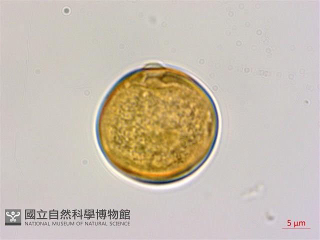 光枝勾兒茶藏品圖，第3張