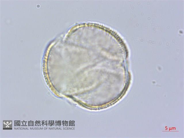 臺灣紅榨槭藏品圖，第4張