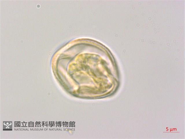 泡花樹藏品圖，第3張