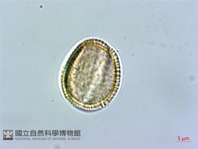 蘿蔔、夢卜藏品圖，第4張