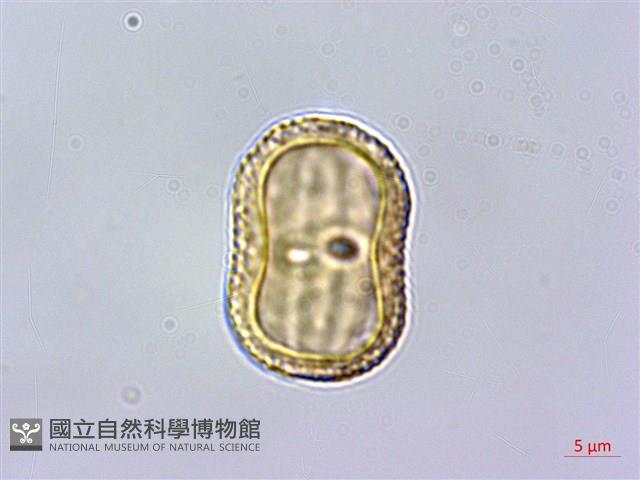 早田氏爵床藏品圖，第3張