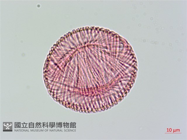 大花曼陀羅藏品圖，第3張