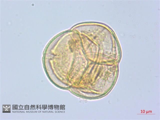 斑紋鹿蹄草藏品圖，第3張