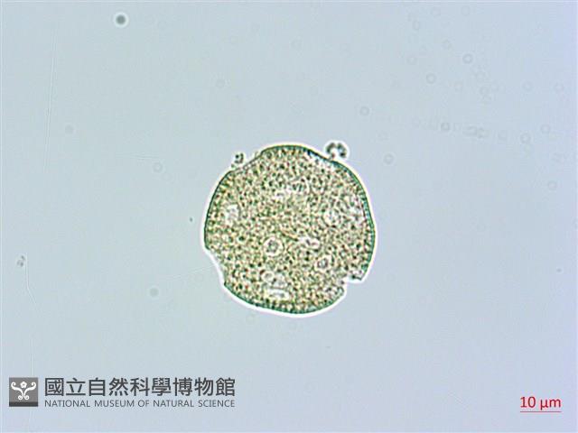 高山無心菜藏品圖，第4張
