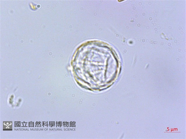 長梗紫麻藏品圖，第3張
