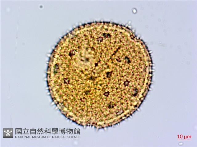 縮葉黃細心藏品圖，第3張