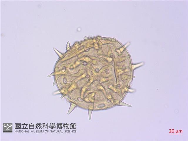 黃槿藏品圖，第4張