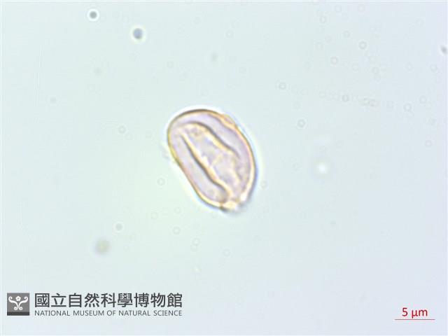 落尾麻藏品圖，第4張