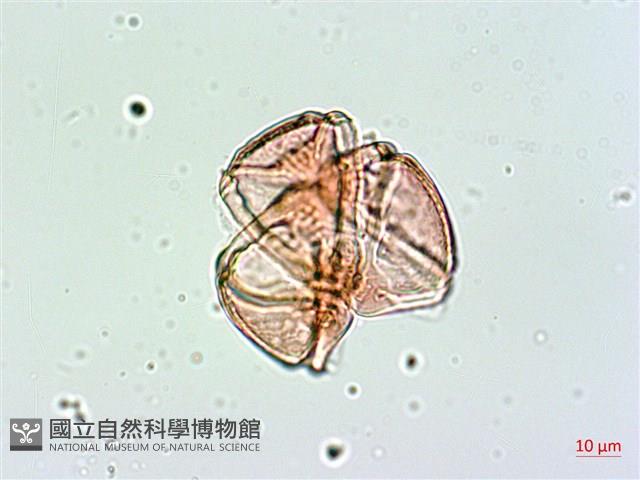 棋盤腳樹藏品圖，第3張