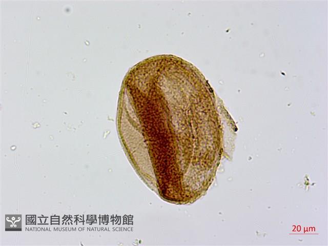 葛瑪蘭芭蕉藏品圖，第3張