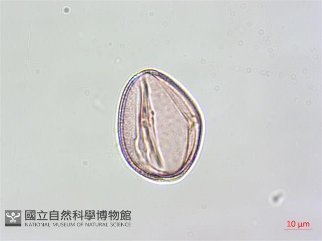 黑果馬交兒藏品圖，第4張