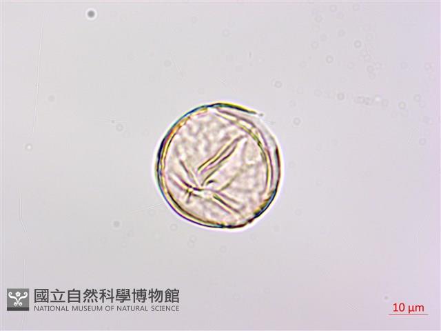 紫苜蓿藏品圖，第3張