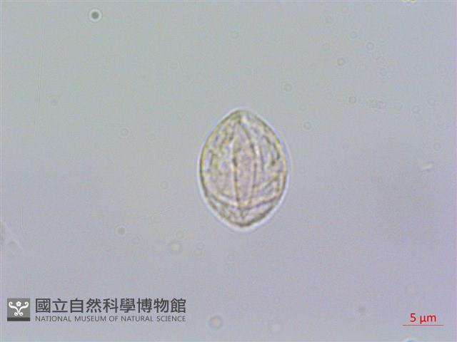 糯米團藏品圖，第3張