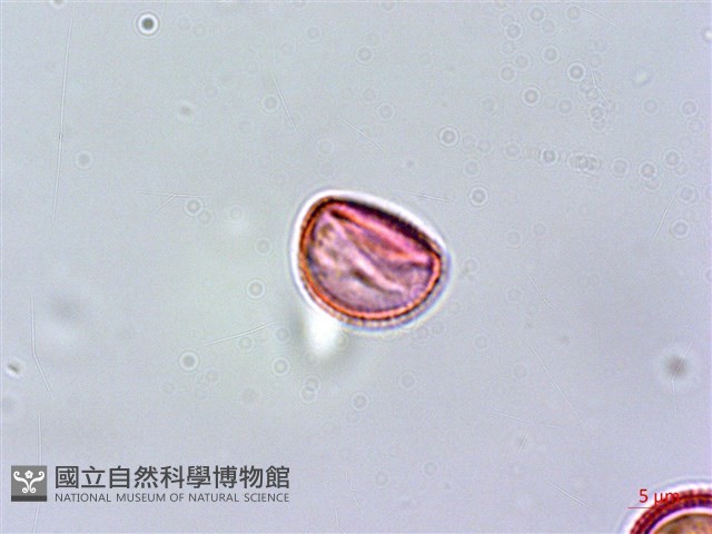 紅頭李欖藏品圖，第4張