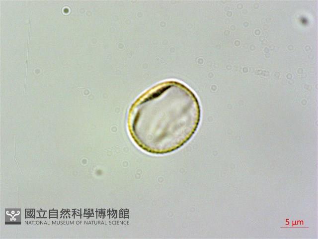 尖舌草、全唇尖舌苣苔藏品圖，第3張